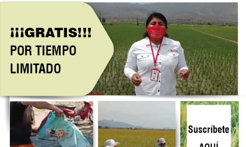 Manejo de Cultivo de Arroz